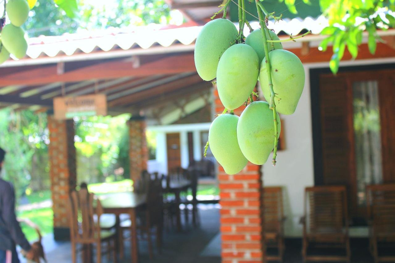 Green Cottage Anuradhapura Zewnętrze zdjęcie