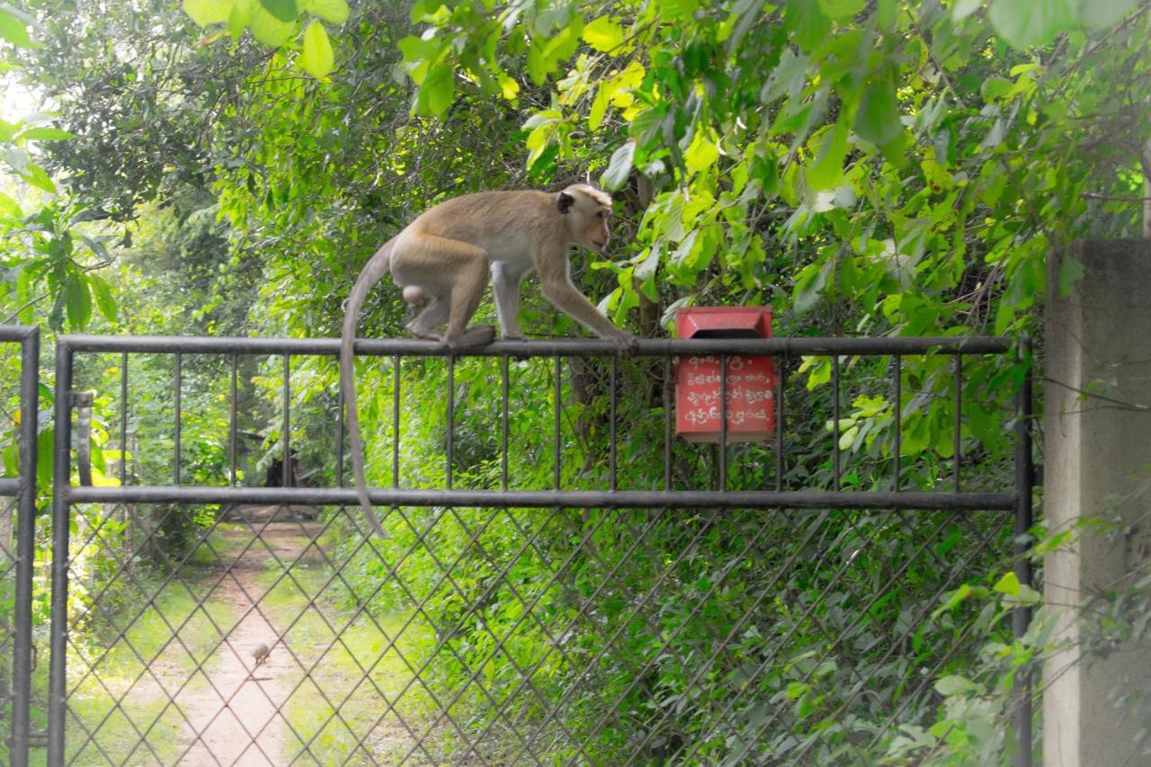 Green Cottage Anuradhapura Zewnętrze zdjęcie
